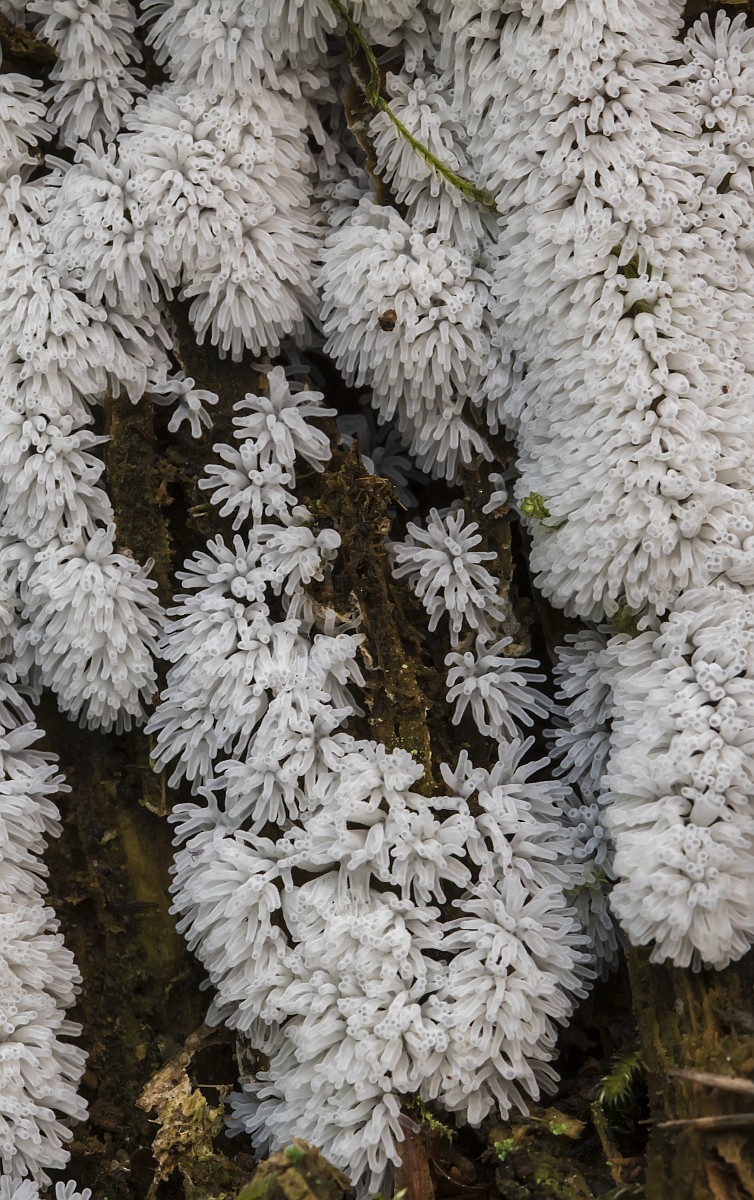 Multfilmlar va porno Moldaviya porno külotlu çorap